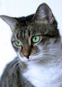 missekat