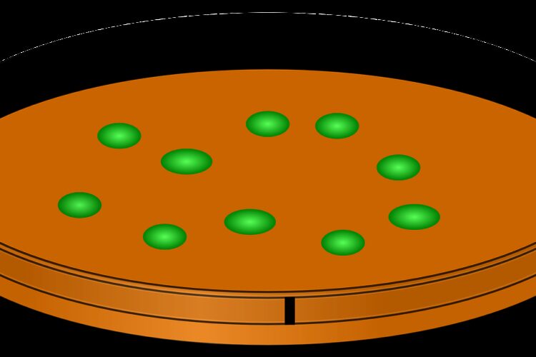 petri dish, innoculation, bacteria